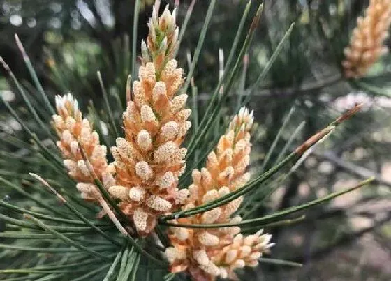 植物百科|松树开花吗 一般什么时候开花