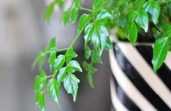 植物浇水|幸福树浇水的正确方法 浇水注意事项