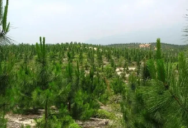 种植土壤|中国十大松树