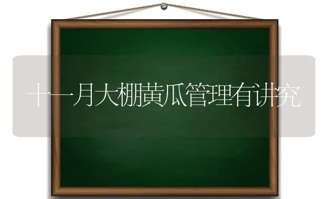 十一月大棚黄瓜管理有讲究 | 蔬菜种植