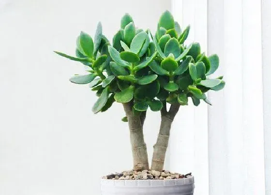 植物毒性|玉树盆栽有毒吗 可以放在室内养吗