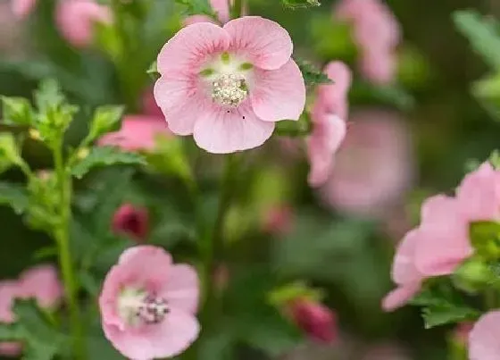 种植管理|小木槿摘心打顶时间与方法