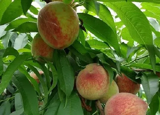 植物修剪|桃树什么时候剪枝合适