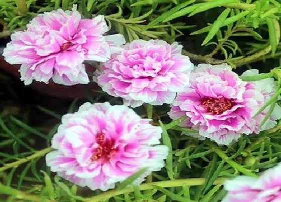 植物百科|太阳花耐阴吗 喜阴还是喜阳光