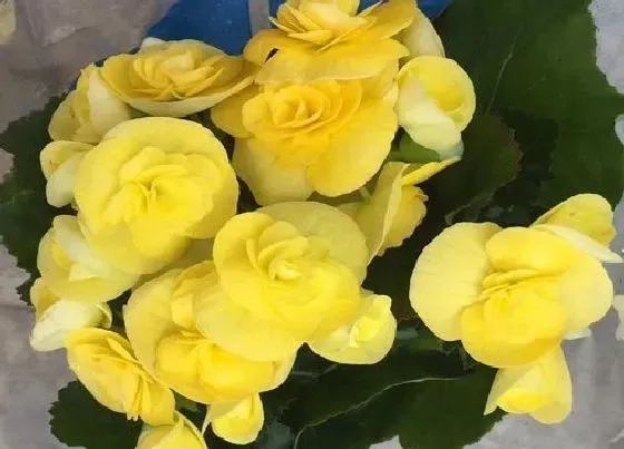 开花时间|玫瑰海棠一年开几次花