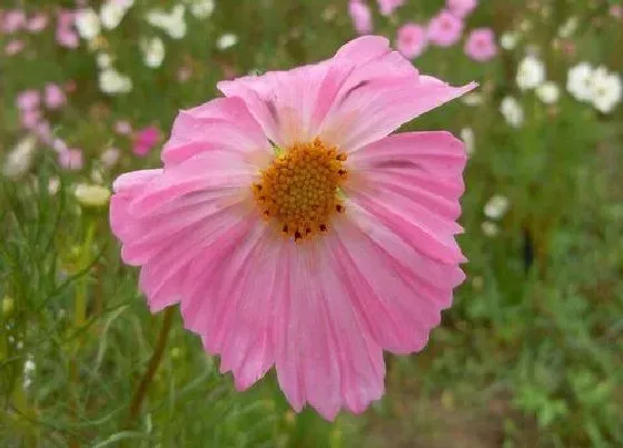 花期|秋英花期多长时间