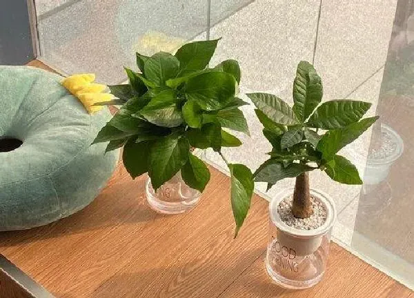 植物浇水|过期牛奶可以浇绿萝吗