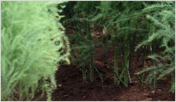 芦笋苗用不用剪稍 | 耕种资料