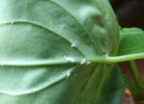 植物虫害|滴水观音长虫子怎么办