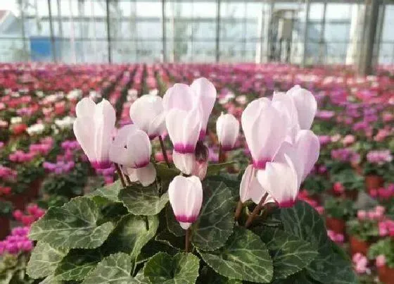 植物毒性|仙鹤来有毒吗 可以放在室内养吗