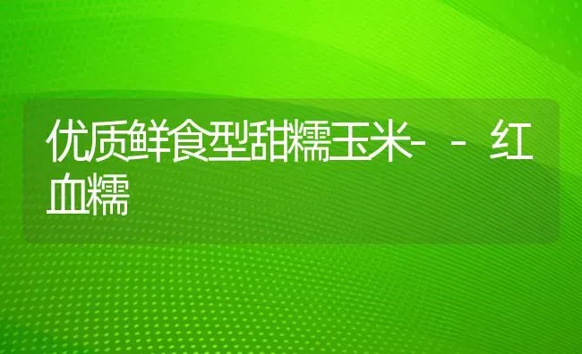 优质鲜食型甜糯玉米--红血糯 | 粮油作物种植