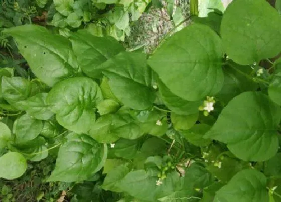 种植管理|豆腐菜几月份种植合适