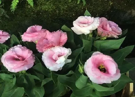 植物播种|洋桔梗什么时候播种合适