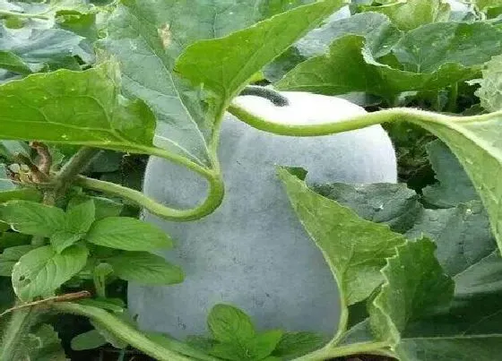 种植位置|冬瓜适合种在什么地方 适合在什么土壤种植