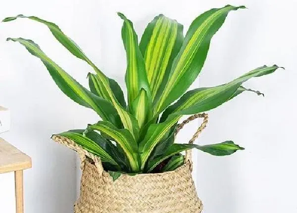 植物换土|巴西铁换土时间和方法
