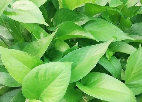 植物移栽|绿萝移栽注意事项 移植的方法与浇水技巧
