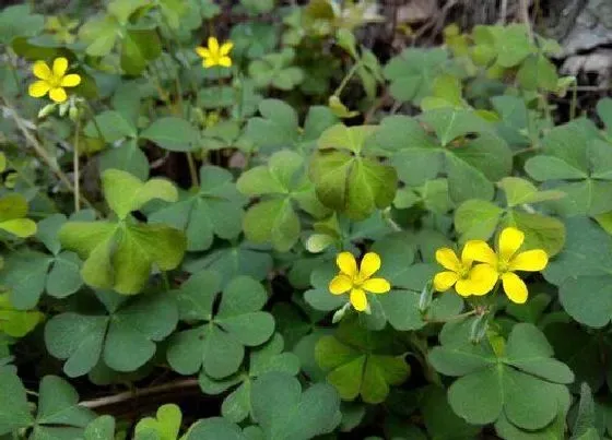 花朵诊疗|酢浆草促花方法与技术要领