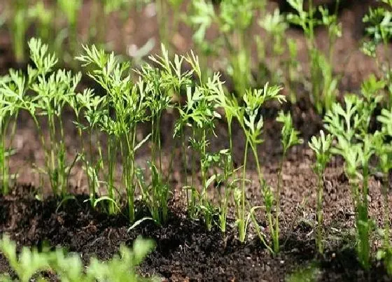 种植方法|北方胡萝卜种植时间和方法