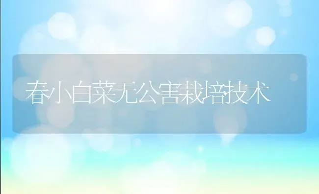 春小白菜无公害栽培技术 | 蔬菜种植