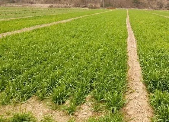 种植管理|小麦抽穗扬花期管理技术与措施，扬花期主要病虫害防治）