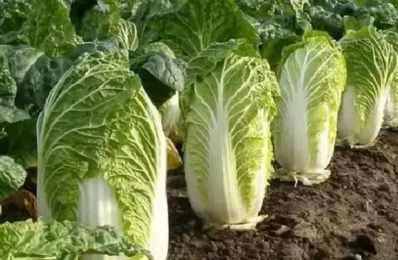 植物病害|大白菜黄叶病用什么药效果好