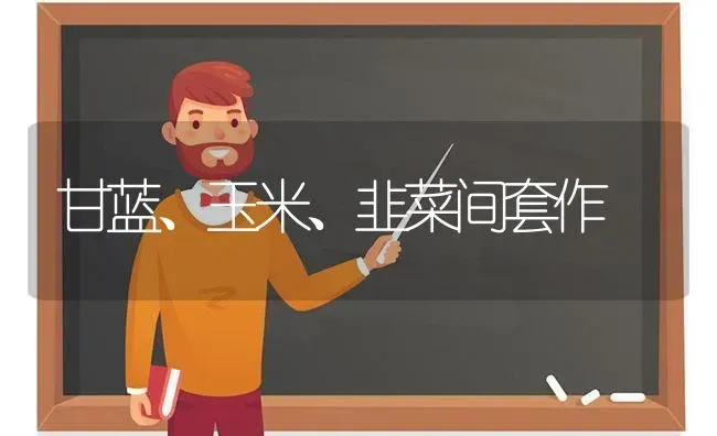 甘蓝、玉米、韭菜间套作 | 粮油作物种植