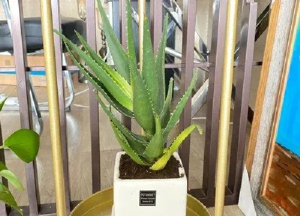 植物移栽|芦荟多久服盆