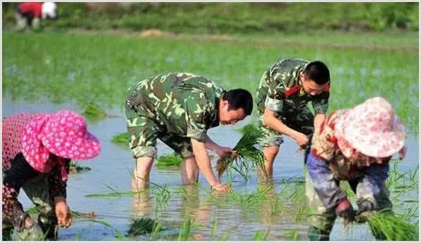 水稻插秧期、分蘖期、杨花期、结实期需求特性 | 农业科普