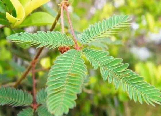 冬天植物|含羞草怕冷吗