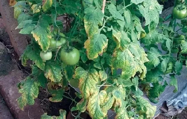 植物病害|番茄叶子枯萎是什么病（西红柿苗枯萎病的症状和防治方法）