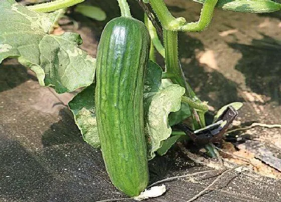 植物播种|秋黄瓜什么时候播种合适