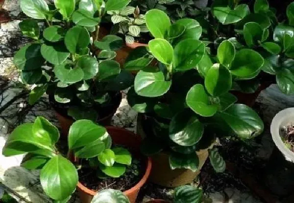 植物浇水|碧玉浇什么水好 长得旺盛