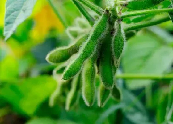 植物施肥|种豆用什么肥料最好