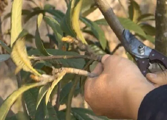 植物嫁接|枇杷嫁接时间和方法