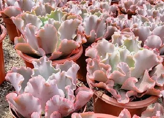 冬天植物|包菜耐寒多少度