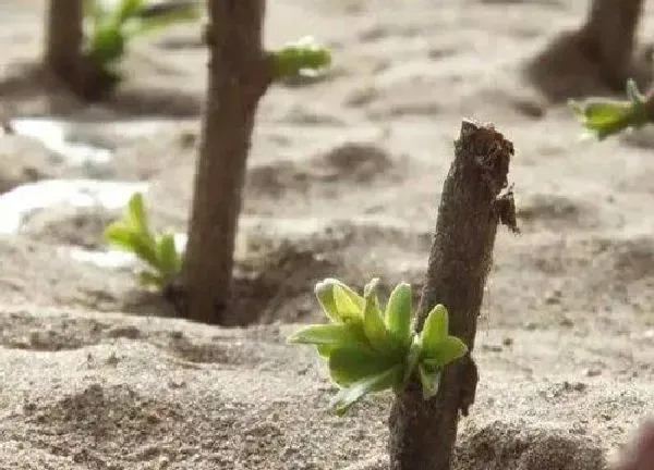 植物生根|枸杞扦插多久生根发芽