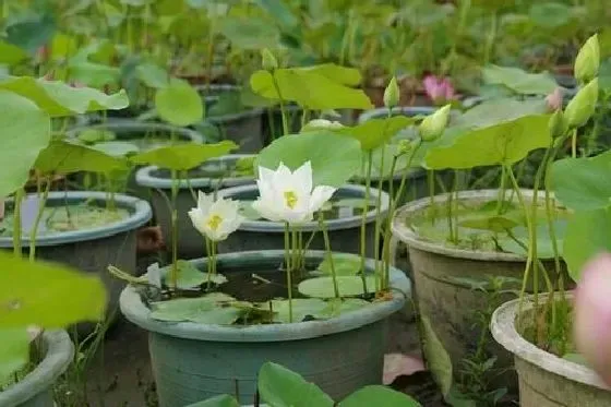 冬天植物|碗莲冬天会冻死吗 冬季温度低会不会冻死