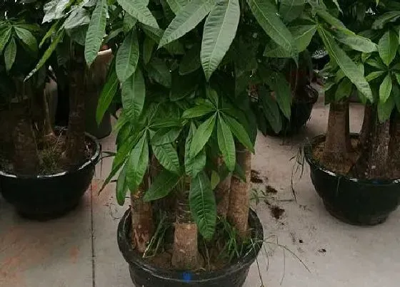 种植土壤|发财树用什么土栽培最好 种植土质配制方法