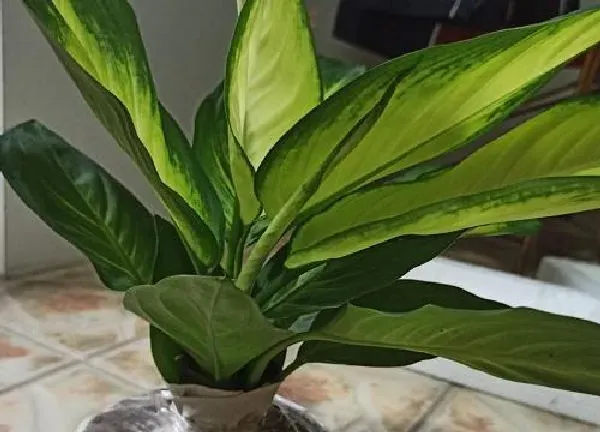 植物浇水|万年青多久浇一次水比较好 浇水太多了怎么办
