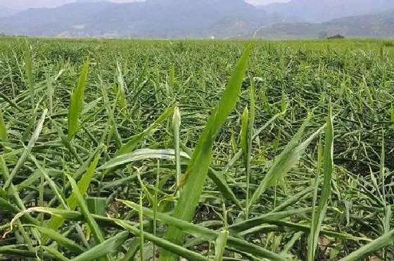 种植方法|姜的种植方法和时间