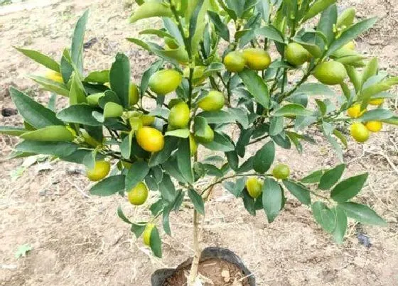 冬天植物|金桔零下几度能过冬不会死（冬季金桔树能承受最低温度）