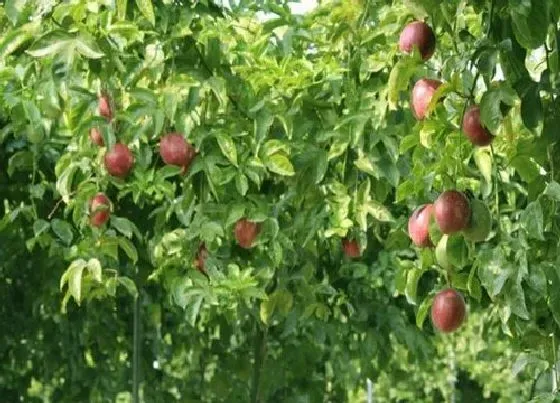 植物百科|百香果生长在什么地方