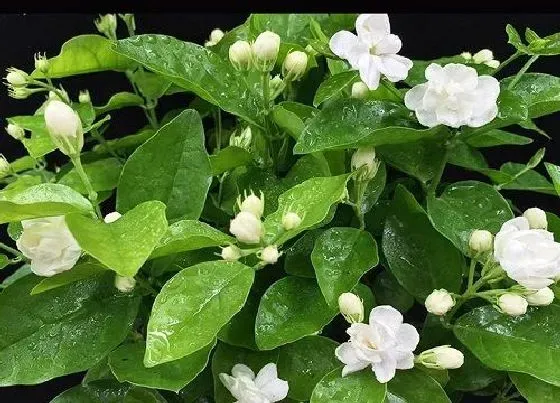 植物排行|生命力强的植物有哪些