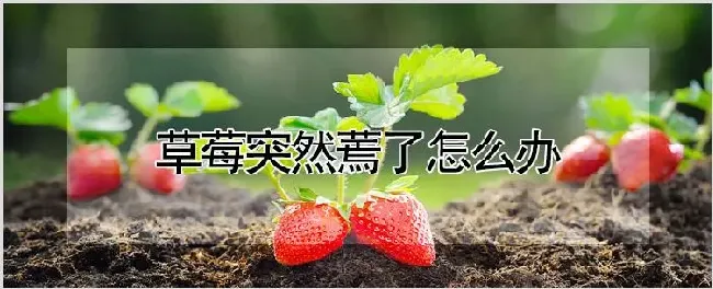 草莓突然蔫了怎么办 | 耕种资料