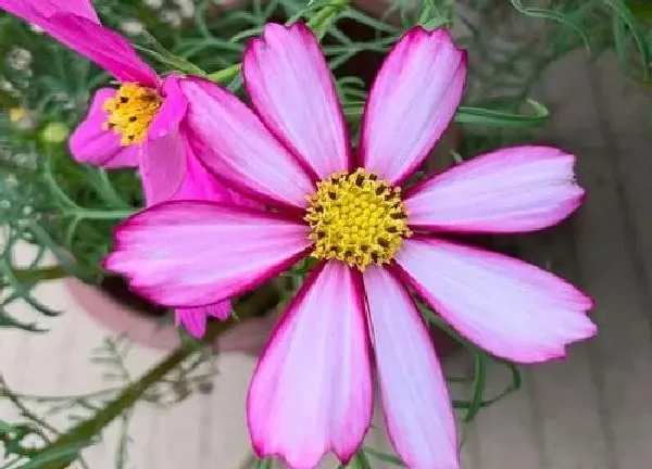 植物浇水|格桑花几天浇一次水最好