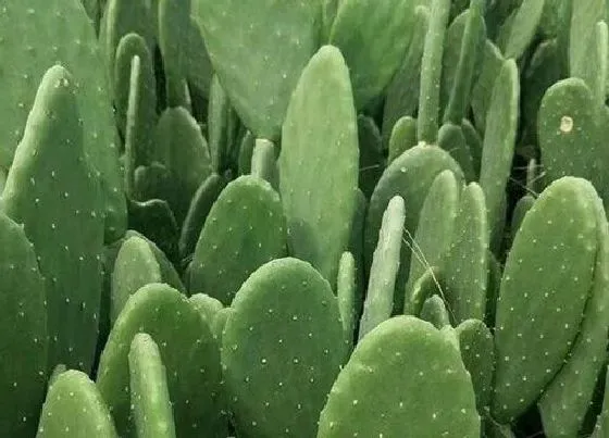 植物寓意|仙人掌代表什么象征意义