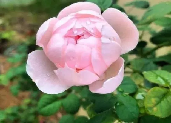 室内摆放|家里种蔷薇花风水好吗