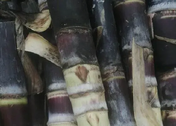 植物产地|云南甘蔗产地在哪里