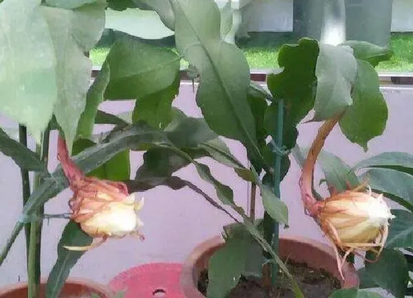 养殖方法|小叶昙花的养殖方法和注意事项