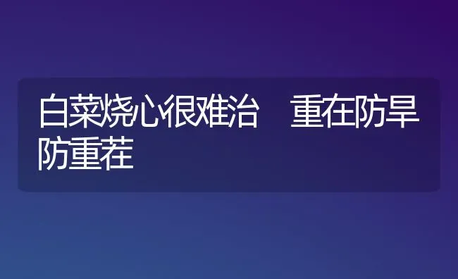 白菜烧心很难治 重在防旱防重茬 | 蔬菜种植